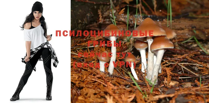 продажа наркотиков  Североморск  Галлюциногенные грибы Psilocybine cubensis 