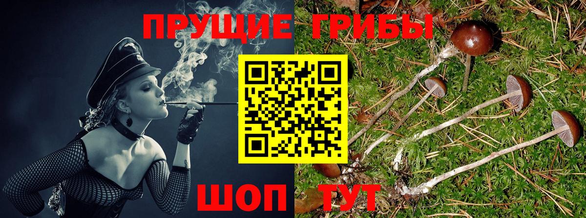 как найти закладки  Галлюциногенные грибы Cubensis  Вход с VPN  Североморск 